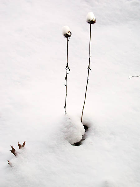 Weeds in snow