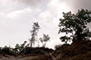 Wild%20dune%20top