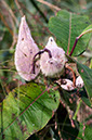 milkweed%20pod%20and%20visitors