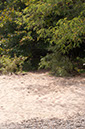 path%20hidden%20from%20beach