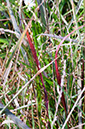 red%20grass