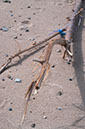 ribbon%20on%20driftwood