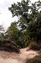 shadowed%20trail%20over%20dune