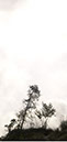 windblown%20trees%20dune%20top