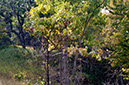 yin%20yang--forest