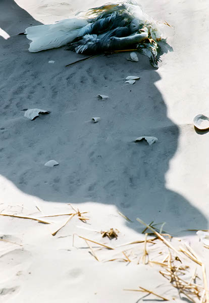 Dead bird and shadow