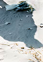 Dead bird and shadow