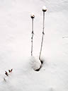 Weeds in snow
