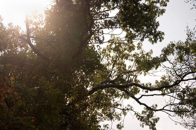 Sun%20thru%20treetops%202