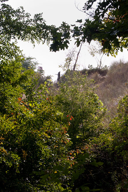 Trail%20sentinel%201