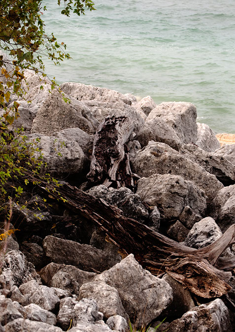 driftwood%20rocks%20leaves