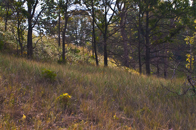 dune%20prairie