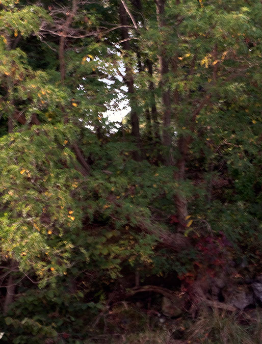 light%20through%20the%20forest