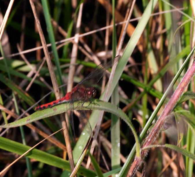red%20dragonfly