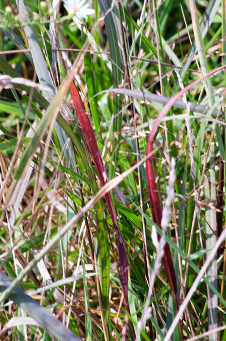 red%20grass
