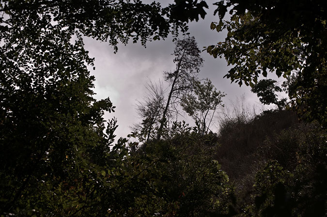 tilted%20trees%20clouds
