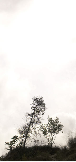 windblown%20trees%20dune%20top