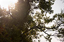 Sun%20thru%20treetops%202