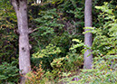 Two%20tree%20trunks