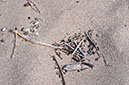 abstraction--flotsam%20on%20shore