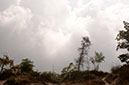angled%20trees