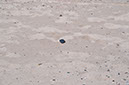 black%20rock--middle%20of%20beach