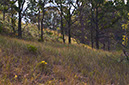dune%20prairie