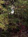 light%20through%20the%20forest