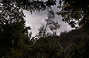 tilted%20trees%20clouds